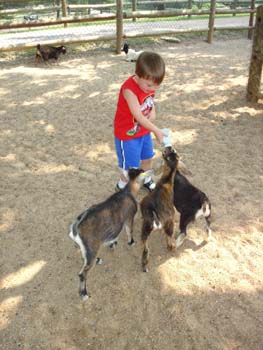 Goats