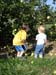 Apple picking 2