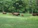Grant's Farm 1