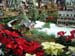 Botanical Garden 4