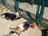 Dog Park 1
