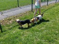Dog Park 3