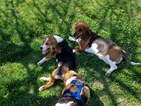 Dog Park 4