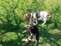 Dog Park 5
