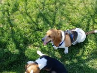 Dog Park 6