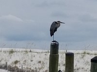 Destin 7