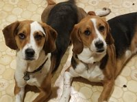 Dogs 2