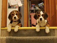 Puppies 10