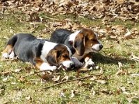 Puppies 11
