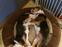 Puppies 12