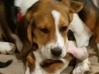 Puppies 14