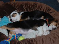 Puppies 15
