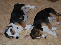 Puppies 16