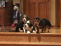 Puppies 17