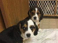 Puppies 19