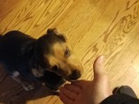 Puppies 2