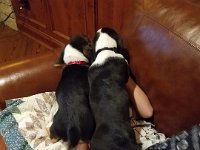 Puppies 3
