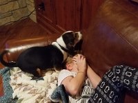 Puppies 4