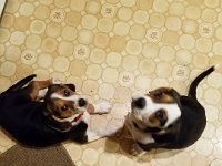 Puppies 8