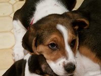 Puppies 9