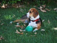 Dogs 2