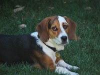 Dogs 3