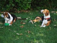 Dogs 4