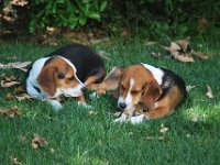 Dogs 5