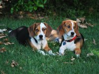 Dogs 6
