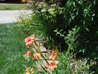 Flowers 1