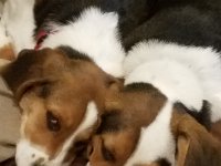 Dogs 1