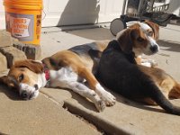 Dogs 1