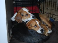 Dogs 2