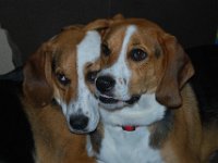 Dogs 3
