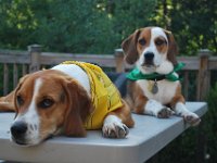 Dogs 10
