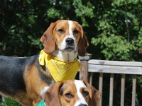 Dogs 3
