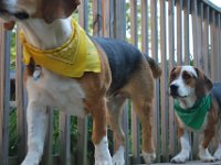 Dogs 7