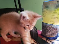 Pets 1