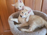 Pets 10