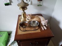 Pets 11
