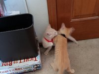 Pets 3