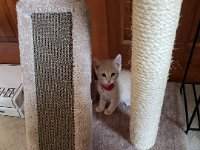 Pets 4