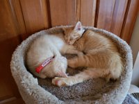 Pets 6