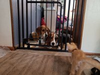 Pets 8
