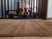 Pets 9