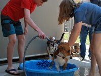 Dog Bath 1