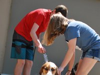 Dog Bath 10