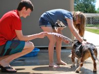 Dog Bath 11