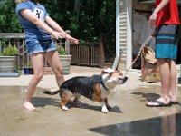 Dog Bath 12