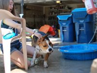 Dog Bath 3